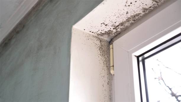 Best Emergency Mold Removal  in Aberdeen, IN
