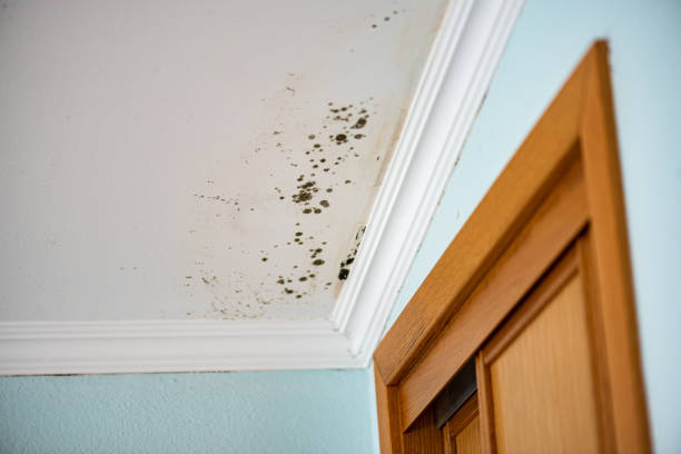 Trusted Aberdeen, IN Mold Removal Experts