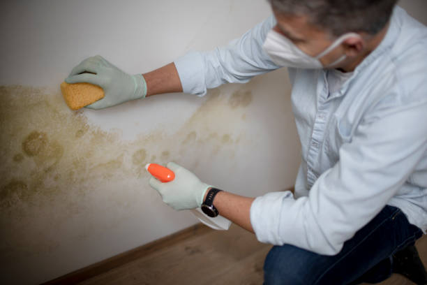 Best Crawl Space Mold Removal  in Aberdeen, IN