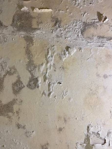 Best Affordable Mold Removal  in Aberdeen, IN