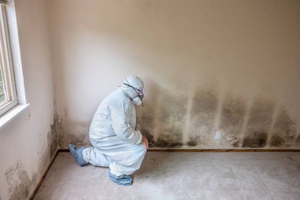 Best Black Mold Removal  in Aberdeen, IN
