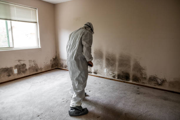 Best Local Mold Removal Service  in Aberdeen, IN