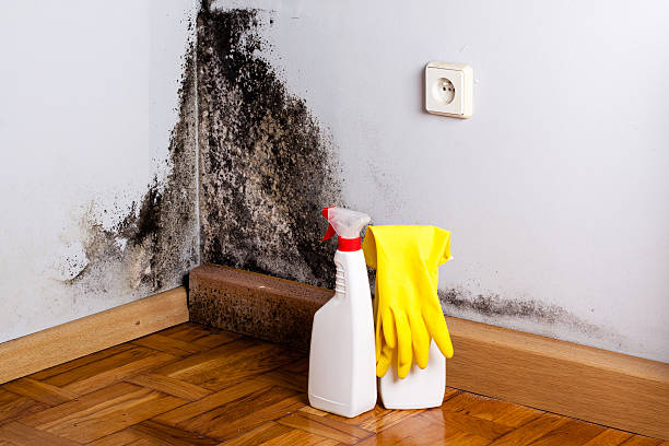 Best Commercial Mold Removal  in Aberdeen, IN