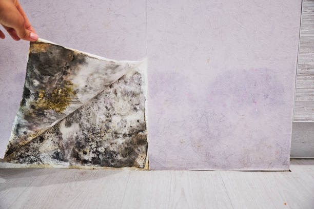 Best Professional Mold Removal  in Aberdeen, IN